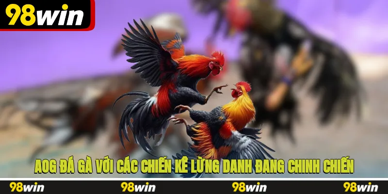 AOG đá gà với các chiến kê lừng danh đang chinh chiến