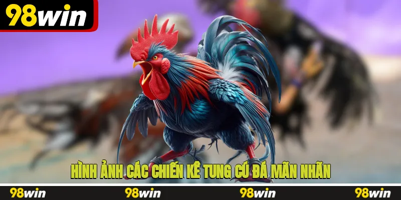 Hình ảnh các chiến kê tung cú đá mãn nhãn