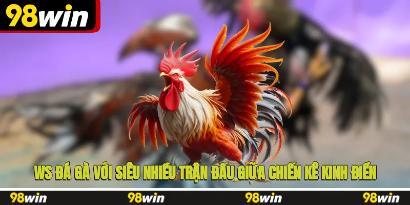 WS đá gà với siêu nhiều trận đấu giữa chiến kê kinh điển